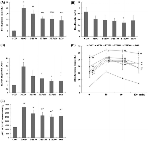 Fig. 2. Effects of PTF on insulin sensitivity of type 2 diabetic rats induced by HFD and low-dose STZ.Notes: After treatment for 4 weeks, biochemical parameters including blood glucose (A) and insulin (B) were checked, insulin sensitivity was evaluated by HOMA-IR (C) and IPGTT (D). IPGTT: after an overnight fast, the rats were administered by intraperitoneal injection with glucose (2 g/kg). Blood glucose was measured at 0, 30, 60, and 120 min. AUC of IPGTT (E) were calculated for each parameter by the trapezoidal rule. All data are presented as means ± SE. The significance among multiple groups was analyzed by one-way analysis of variance. #p < 0.05, ##p < 0.01 vs. CON; *p < 0.05, **p < 0.01 vs. MOD.