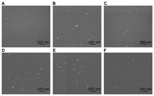 Figure 1 Environmental scanning electron microscopy images of spherical chitosan/dsODN nanoparticles. (A) 92-10-5 chitosan/dsODN-RecQL1 nanoparticles; (B) 80-40-5 chitosan/dsODN-RecQL1 nanoparticles; (C) 80-10-10 chitosan/dsODN-RecQL1 nanoparticles; (D) 92-10-5 chitosan/dsODN-ApoB nanoparticles; (E) 80-80-5 chitosan/ dsODN-ApoB nanoparticles, and (F) 80-10-10 chitosan/dsODN-ApoB nanoparticles.Abbreviations: ApoB, apolipoprotein B; dsODN, double-stranded oligodeoxynucleotide.