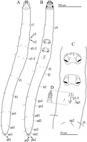Figure 1. Osperalycus tenerphagus sp. nov. Female: (A) dorsal view; (B) ventral view; (C) metapodosoma and genital region (D) genitalia – internal.