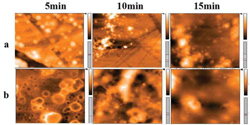 Figure 11. AFM diagram of carboxylated photosensitive microspheres with different conditions.