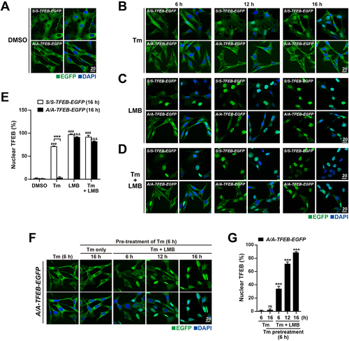 Figure 6. TFEB translocates to the nucleus in A/A cells but is subsequently exported to the cytoplasm under ER stress conditions. (A–D) Representative fluorescence images of TFEB-EGFP in S/S- and A/A-TFEB-EGFP MEFs. MEFs were treated with DMSO (A), Tm (40 ng/mL) only (B), the nuclear export inhibitor LMB (20 nM) only (C), or Tm (40 ng/mL) plus LMB (20 nM) (D) for the indicated durations. The cellular localization of TFEB-EGFP was indicated by the green fluorescence signal of EGFP in cells. Nuclei were stained with DAPI (blue). Scale bar: 20 µm. (E) The percentage of cells with nuclear TFEB-EGFP in (A–D) at 16 h. Data are presented as mean ± SEM of three independent experiments (at least 140 cells per condition). ***p < 0.001, S/S-TFEB-EGFP vs. A/A-TFEB-EGFP; ###p < 0.001, DMSO vs. chemicals in S/S-TFEB-EGFP; &&&p < 0.001, DMSO vs. chemicals in A/A-TFEB-EGFP. (F) Representative fluorescence images of TFEB-EGFP in A/A-TFEB-EGFP MEFs. MEFs were pretreated with Tm (40 ng/mL) for 6 h and further incubated with Tm in the absence or presence of LMB (20 nM) for the indicated durations. The cellular localization of TFEB-EGFP was indicated by the green fluorescence signal of EGFP in cells. Nuclei were stained with DAPI (blue). Scale bar: 20 µm. (G) The percentage of cells with nuclear TFEB-EGFP in (F). Data are presented as mean ± SEM of three independent experiments (at least 130 cells per condition). ***p < 0.001, Tm (6 h) vs. other conditions. A two-way ANOVA with Sidak’s post hoc test was used in (E) and a one-way ANOVA with Dunnett’s post hoc test was used in (G).