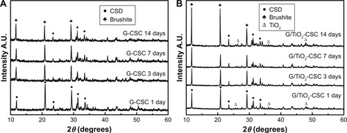 Figure 8 XRD of G-CSC (A) and G/TiO2-CSC (B) during different degradation times (1 day, 3 days, 7 days, 14 days).Abbreviations: A.U., absorbance unit; CSD, calcium sulfate dihydrate; XRD, X-ray powder diffraction; G-CSC, gentamicin-calcium sulfate cement.