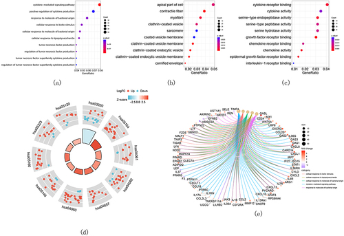 Figure 2 GO and KEGG pathway enrichment analysis of DEGs. (a–c) Bubble charts show GO-enriched items of DEGs in BP, CC, and MF. (d) The circle plot shows KEGG-enriched items of DEGs. The red and the blue dots of the outer ring represent upregulated and downregulated genes, respectively. The height of the bar in the inner ring describes the adjusted p-value and the color corresponds to the z-score. (e) Chord plots show GO-enriched items of the overlapping DEGs.