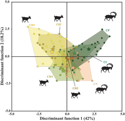 Figure 6. Quadratic discriminant analysis of ISO parameters of domestic and wild extant goats. The star represents the mean for each group (CH1= goats managed in the Algerian steppe; CH2= in wooded and overgrazed areas in the northeastern Iberian Peninsula; CH3= in grasslands in the Pyrenees; CH4= in wooded areas in the Larzac; CI= Capra ibex; CN= Capra nubiana; CP= Capra pyrenaica).