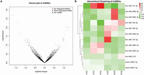 Figure 1. Analysis of differentially expressed miRNAs (DEMs). A: A volcano plot of DEMs; B: Hierarchical clustering heatmap of DEMs.