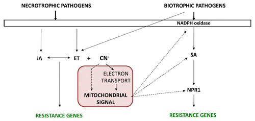 Figure 1. Cyanide and the plant immune response. Pathogen attack induces the biosynthesis of hormones, mainly jasmonic acid (JA) and ethylene (ET) in response to necrotrophic pathogens and salicylic acid (SA) in response to biotrophic pathogens, although biotrophes can also induce ET biosynthesis. In our model, cyanide, which is produced concomitantly to ethylene, enters mitochondria where it generates a direct and/or indirect a signal that stimulates the SA-dependent response pathway.