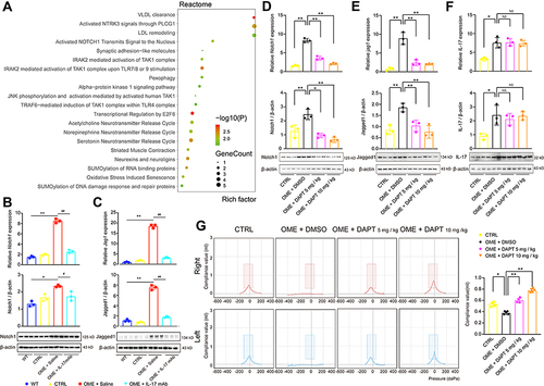 Figure 6 IL-17 induced inflammatory responses in the middle ear via the Notch signaling pathway. (A) Pathway analysis using the Reactome database showed the top 20 pathways related to OME. (B–F) qPCR and Western blot were used to detect the mRNA expression and protein expression of Notch1, Jagged1, and IL-17 in the rat middle ear tissue. The error bars represent the s.e.m. of three pairs of ears per group. (G) The acoustic immittance confirmed little otitis media in the OME+DAPT group. The error bars represent the s.e.m. of five ears per group. *P < 0.05, **P < 0.01, #P < 0.05, ##P < 0.01. Data are representative of three independent experiments.