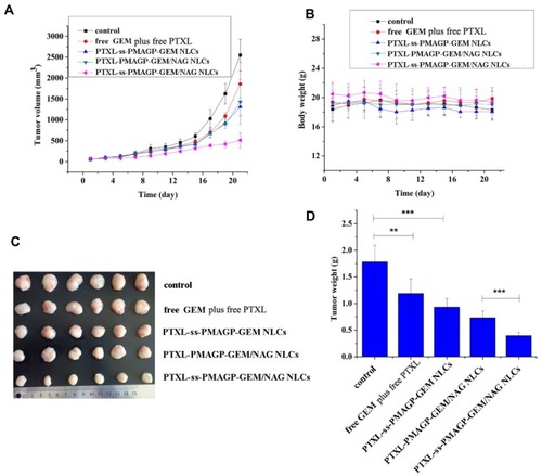 Figure 8 Anti-tumor efficacy in A549 xenograft models: (A) Tumor growth, (B) body weight profiles; (C) photographs of tumor tissues; and (D) tumor weight. The mice were treated with various formulations by i.v. injection at a dose of 4.74 mg/kg GEM and 5.12 mg/kg PTXL. **P < 0.01; ***P < 0.001.