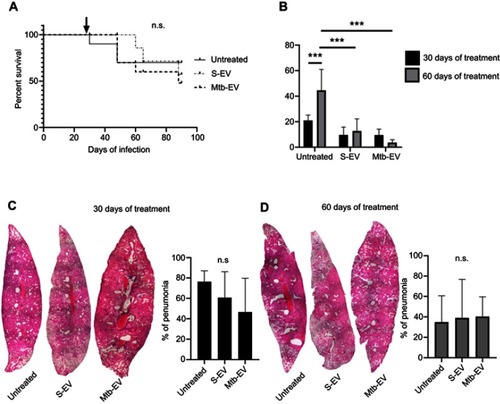 Figure 4 EVs released by J774A.1 macrophages reduce the bacterial load in a mouse model of pulmonary tuberculosis. BALB/c mice were inoculated intra-tracheally with 2.5×105 CFU of M. tuberculosis H37Rv. Thirty days after infection, each mouse (10 mice per group) received intra-peritoneal injections (three times per week) of saline solution, alone, with EVs purified from J774A.1 cells (S-EV) or with EVs purified from J774A.1 cells that had been infected with M. tuberculosis H37Rv for 4 h (Mtb-EV). Mice lungs were analyzed after 30 or 60 days of treatment. (A) Mice survival. The arrow indicates the beginning of the indicated treatments. (B) Lung bacterial load. The graph represents mean and SEM of one experiment (representative of three independent experiments). Two-way ANOVA with Tukey’s test: ***p<0.001. (C) Lung sections and lung pneumonic areas at 30 days of treatment. The graph represents mean and SEM of one experiment (representative of three independent experiments). Kruskal–Wallis test: n.s., not significant. (D) Lung sections and lung pneumonic are at 60 days of treatment. The graph represents mean and SEM of one experiment (representative of three independent experiments). Kruskal–Wallis test.Abbreviations: M. tuberculosis, Mycobacerium tuberculosis; CFU, colony forming unit; EVs, extracellular vesicles; SD, standard deviation; n.s., not significant.