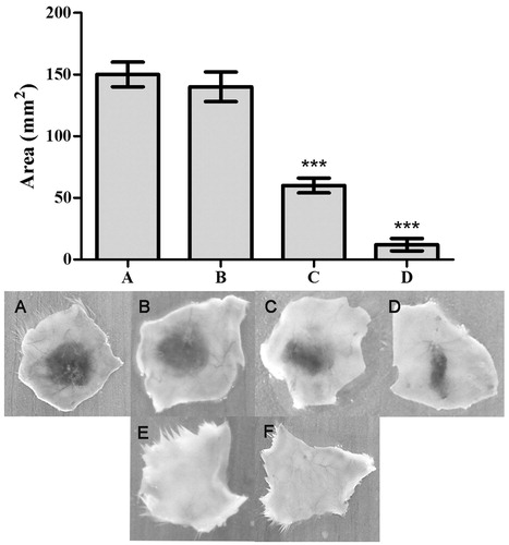 Figure 4. Haemorrhage inhibition studies of ECV using ALME: Mice were injected intradermal with constant 3 μg of ECV and various concentrations of ALME (5 min post ECV injection). After 3 h mice were sacrificed and haemorrhagic spot appeared on the inner surface was measured using graph sheet and the results were expressed in mm2. (A) 3 μg ECV; (B)–(D) 1:10, 1:25, 1:50 ALME (w/w), respectively; (E) saline; (F) ALME alone. Data represent mean ± SD (n = 3). ***p < 0.001 compared with ECV.