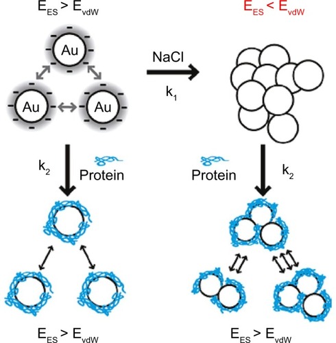Figure 2 Scheme of aggregation or agglomeration mechanism. The stabilizing electrostatic forces (EES) on the surface of bare nanoparticles are neutralized by NaCl ions in the biological solution, causing the van der Waals forces (EvdW) to drive formation of aggregation or agglomeration. The protein coating of nanoparticles can reduce the aggregation or agglomeration.Note: Reproduced with permission from Albanese A, Chan WC. Effect of gold nanoparticle aggregation on cell uptake and toxicity. ACS Nano. 2011;5:5478–5489.Citation11 Copyright © 2011 American Chemical Society.