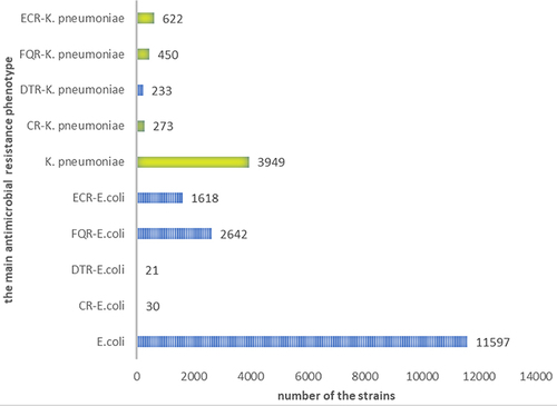 Figure 3 Distribution of the main antimicrobial resistance phenotypes.