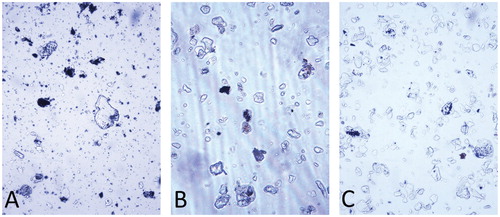 FIGURE 3. Photomicrographs, ×400. (A) Typical bgut contents of chironomid larva living in the upper part of the glacial river. (B) Typical gut contents of chironomid larva living in the sediment of an 8-yr-old pond. (C) Fine-grained sediment from water collected at the outlet of the glacial river.