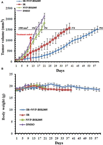 Figure 4 Inhibition of JAK2 kinase by NVP-BSK805 delayed the growth of ESCC xenograft tumors. (A, B) The growth curve of xenograft tumors (seven in each group) that were treated with 12 Gy of radiation in six fractions (2 Gy per fraction, once every 2 days), JAK2 kinase inhibitor NVP-BSK805 ()30 mg/kg) by gavage for 11 consecutive days alone or their combinations fractionated radiation was performed on day 1,3,5,7,9,11, the day when NVP-BSK805 was administered by gavage for the first time was defined as day 1. Tumors that were treated with 0.1% DMSO were used as a control. Tumor volume and body weight were calculated as described in “Materials and Methods”. Mean tumor volume in each group and tumor growth delay time at target volume are shown.