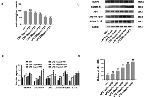 Figure 1. LPS/ATP reduced cell viability and triggered NLRP3-dependent pyroptosis within RLE-6TN cell cultures. (a) Cell viability measured by CCK-8 assay. LPS/ATP reduced cell viability. (b) Representative Western-blots of NLRP3, GSDMD-N, ASC, Caspase-1 P20 and mature IL-1β in RLE-6TN cells of differing treatment groups. (c) Protein quantitative histogram. (d) Pyroptosis assessed through LDH discharge levels. Datasets presented as mean ± SD (n = 3) for each group. * P < 0.05, ** P < 0.01, ns, P > 0.05 in comparison with controls.