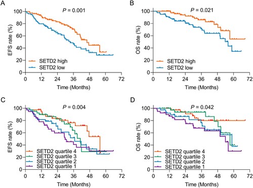 Figure 3. SETD2 high (vs. low) and increased SETD2 quartile were related to favorable survival profile in AML patients. Correlation of SETD2 high (vs. low) with EFS (A) and OS (B) in AML patients. Association of SETD2 quartile with EFS (C) and OS (D) in AML patients.