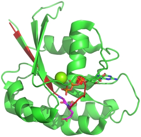 Figure 5 Most important positions for the identification of small GTPases. The most important regions (>4%) for the discrimination whether a protein belongs to the class of small GTPases are highlighted in red within the Rab6A structure.Citation27 Furthermore, the most important positions within these (>10%), are highlighted in magenta. The C-terminal part is unstructured, and thus, not shown. The Mg ion is shown as a sphere.