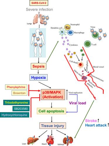 Figure 4 Triiodothyronine suppresses viral replication inhibiting the p38/MAPK pathway. The diagram shows that severe SARS-CoV-2 infection could induce sepsis, and hypoxia via activating p38/MAPK resulting in “cytokine storm”-mediated cell death, platelet activation, and vasoconstriction leads to tissue injury. The triiodothyronine shows a potent antiviral effect by inhibiting the p38/MAPK pathway similar to the p38/MAPK pathway inhibitor, SB203580, and hydroxychloroquine. Triiodothyronine is currently studied in clinical trials.