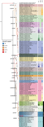 Fig. 46. ML tree of 146 ITS2 sequences generated with the IQ-Tree online tool (http://iqtree.cibiv.univie.ac.at/). Each clade that corresponds to a morphospecies is marked by a different colour and is supported by Bayesian PPs/Bootstrap analysis (1000 ultrafast bootstrap alignments)/Bootstrap support (1000 replicates) from the secondary ML phylogenetic tree (homology-modelled structures) (Supplementary fig. S1). Branches are coloured according to the SH-aLRT branch test results (1000 replicates). The candidate species provided by PTP (37 species), ASAP (20 species) and GMYC (35 species) are shown on the right. The numbering of the candidate species is in ascending order following the tree topology, beginning with Desmodesmus bicellularis. Series Maximi is marked by a black line and the D. pseudoperforatus cluster is framed. AICB 1155 and 1572 strains are in red. The tree was edited with iTOL (https://itol.embl.de).