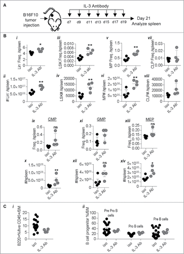 Figure 7. IL-3 antibody administration enhances B16-F10 melanoma induced hematopoiesis towards myeloid lineages: (A) Schematic showing experimental design to test the role of IL-3. (Bi-xiv) Effect of isotype control (iso) or IL-3 antibody (IL-3 Ab) administration on hematopoietic stem and progenitor cell populations from B16-F10 melanoma mice are shown. (Ci-ii) Effect on committed B cell progenitors is shown. Data was analyzed by Student's t-test. Mean ± SD are shown. *p < 0.05, **p < 0.01, ns is not significant.