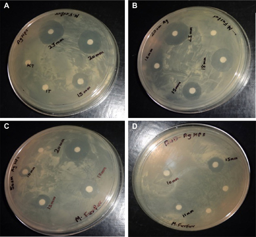 Figure S4 Skin photographs showing irritation studies.Notes: (A) Comparative ZOI study of Ag Nps with itraconazole; (B) ZOI study of 20 nm spherical Ag Nps; (C) ZOI study of 50 nm spherical Ag Nps; (D) ZOI study of 50 nm rod Ag Nps.Abbreviations: NPs, nanoparticles; ZOI, zones of inhibition.