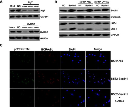 Figure 3 Beclin1 overexpression-induced autophagy requires Atg7 and UVRAG in K562 cells and promotes BCR/ABL degradation via an interaction with p62/SQSTM1. (A) The knockdown efficiency of Atg7 or UVRAG by lentiviral vectors in K562 cells was determined via Western blotting. (B) The BCR/ABL and LC3-I/II expression levels in Atg7- and UVRAG-silenced K562 cells were assessed using Western blotting. (C) Fluorescence images showing p62/SQSTM1 (green) and BCR/ABL (red) in the indicated cells (K562-NC, K562-Beclin1, and K562-Beclin1 cells treated with 10 μM CA074 for 24 h). The nuclei were stained with DAPI (blue). The merged images show the colocalization of p62/SQSTM1 and BCR/ABL (yellow). All experiments were repeated at least three times.Abbreviations: NC, negative control; shRNA, short hairpin RNA.