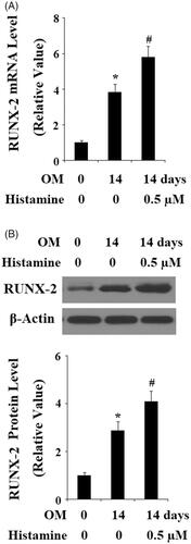Figure 6. Histamine promoted the expression of RUNX-2 during osteoblast differentiation process of MC3T3-E1 cells. Pre-osteoblast MC3T3-E1 cells were treated with osteogenic medium (OM) in the presence or absence of Histamine at 0.5 µM. (A). Real time PCR analysis of RUNX-2; (B). Western blot analysis of RUNX-2 (*, #, P < .01 vs. previous column group).