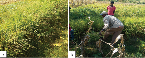 Figure 5. (a) desho grass that is ready for harvesting at Hawassa Lake watershed. (b) daily laborer harvesting desho grass.
