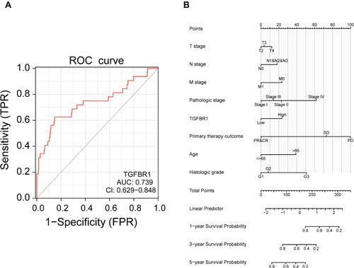 Figure 4 (A) ROC curve for TGFBR1 in normal samples of GTEx combined adjacent STAD tissues and STAD samples. (B) A nomogram for predicting probability of patients with 1-, 3- and 5-year OS.