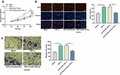 Figure 2. The effects of miR-15b-5p on TNF-α-induced proliferation and migration of ASM cells.