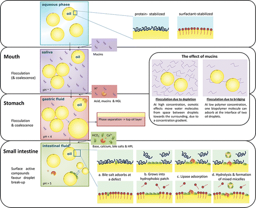 Figure 3. Schematic representation of the effect of the components of the GI tract on an emulsion and its interface.