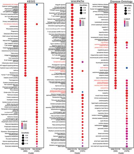 Figure 7 Comparison of the gene set commonality between TBI Kidney and ACR Kidney in GSE131179 using the CompareCluster function in Cluster profiler. The gene sets that are enriched by the two datasets are marked in red. The size of the dot represents the proportion of differential expressed genes in the gene set, and the color of the dot represents the adjusted p- value.