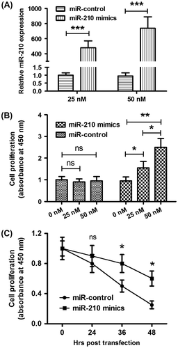 Fig. 3. Overexpression of microRNA-210 promotes the cellular proliferation of MG-63 cells in vitro.Notes: (A) The upregulation of microRNA-210 level in MG-63 cells by microRNA-210 mimics transfection. (B) Dose-dependent promotion to the relative cellular proliferation of MG-63 cells in the presence of 5 μg/mL 5-FU by microRNA-210 mimics. (C) Time-dependent promotion to the relative cellular proliferation of MG-63 cells in the presence of 5 μg/mL 5-FU by microRNA-210 mimics. The experiments were performed respectively in triplicate. Statistical significance was shown as *p < 0.05, **p < 0.01, and ***p < 0.001, ns: no significance.