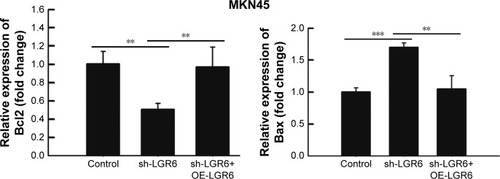 Figure 2 The effects of sh-LGR6 on the mRNA expression of GC cells.