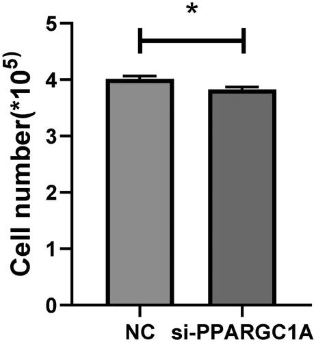 Figure 4. Number of living cells in control and PPARGC1A gene knockdown groups.