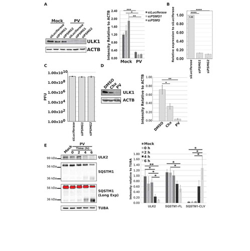 Figure 5. ULK1 levels decrease but the protein is not degraded via the proteasome during infection. (a-c) HEK-293T cells were transfected with siRNA against Luciferase, PSMG1, or PSMG2 and incubated for 48 h. Cells were then collected for qPCR analysis, or mock or PV infected (MOI = 50 or MOI = 0.1) for 6 h before collection for western blot or plaque assay analysis. (a) Western and densitometry analysis of ULK1 levels in mock- or PV-infected transfected cells. Intensity was corrected to ACTB. Error bars represent standard error of the mean of n = 3 independent experiments. Statistical significance was determined via a two-tailed paired Student’s t-test where * p < 0.05, ** p < 0.01, and *** p < 0.001. (b) Relative expression levels of PSMG1 and PSMG2 as determined via qPCR analysis. Cell counts were normalized to TFRC (transferrin receptor) levels before subsequent data analysis. Error bars represent standard error of the mean of n = 3 independent experiments. Statistical significance was determined via a two-tailed paired Student’s t-test where **** p < 0.0001. (c) Intracellular PV titers as determined via plaque assay. Error bars represent standard error of the mean of n = 3 independent experiments. Statistical significance was determined via a two-tailed paired Student’s t-test where * p < 0.05. (d) Western blot and densitometry analysis of ULK1 levels in H1-HeLa cells treated with DMSO, 100 μM cycloheximide (Chx), or infected with PV (MOI = 50) for 6 h. Intensity was corrected to ACTB. Error bars represent standard error of the mean of n = 3 independent experiments. Statistical significance was determined via a two-tailed paired Student’s t-test where * p < 0.05 and ** p < 0.01. (e) Western blot and densitometry analysis of ULK2 and SQSTM1 levels in mock- or PV-infected (MOI = 50) H1-HeLa cells for the indicated time points. Intensity was corrected to TUBA/α-tubulin. Error bars represent standard error of the mean of n = 3 independent experiments. Statistical significance was determined via a repeated measures ANOVA with a Tukey/Tukey-Kramer post-hoc test where * p < 0.05 and ** p < 0.01.