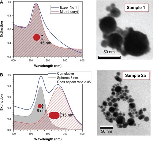 Figure 4 Simulated extinction spectra of less stable solutions No 1 (A) and No 2a (B) with representative transmission electron microscopy images. Assuming 1 cm cuvette length, the concentration of spheres was 9 nM and rods 0.25 nM. The aspect ratio distribution of rods was σ = 0.5. (A) Spectra of sample No 1 (Exper) fitted by: mean radius 15 nm, standard deviation of radius 14 nm, background correction baseline at 0.3 absorbance, total concentration of 530 nM.