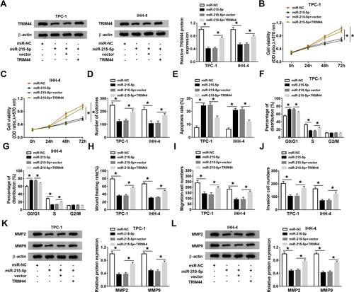 Figure 6 Restoration of miR-215-5p inhibits PTC cell progression by targeting TRIM44. TPC-1 and IHH-4 cells were transfected with miR-NC, miR-215-5p, miR-215-5p + vector, or miR-215-5p +TRIM44. (A) TRIM44 protein expression was analyzed by Western blot assay. (B–D) MTT and colony formation assays were employed to determine cell proliferation ability. (E–G) Cell apoptosis and cell cycle distribution were examined using flow cytometry analysis. (H–J) Cell migration and invasion abilities were measured by wound healing and transwell assays. (K and L) Western blot assay was performed to detect the protein levels of MMP2 and MMP9. *P<0.05.