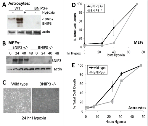 Figure 6. Astrocytes and murine embryonic fibroblasts lacking BNIP3 are resistant to hypoxia induced cell death. (A) Wild type and BNIP3 knockout astrocytes were placed under hypoxia for 24 hours. Cells were lysed and western blotted for BNIP3 expression. (B) Wild type and BNIP3 knockout murine embryonic fibroblasts (MEFs) cells were placed under hypoxia for a 48 hour time course. Cells were lysed and western blotted for BNIP3. Actin was used as a loading control. (C) MEF cells were placed under hypoxia for 24 hours. Cells were visualized under a phase contrast microscopy. MEF cells (D) and astrocytes (E) were placed under hypoxia for a 72 hour time course and the amount of cell death was determined by trypan blue exclusion assay. Error bars represent standard error of 3 independent experiments.