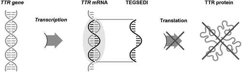 Figure 2. Mechanism of action of inotersen. mRNA, messenger ribonucleic acid; TTR, transthyretin.Reprinted with permission from Benson MD et al. Neurodegener Dis Manag. 2019;9:25–30.