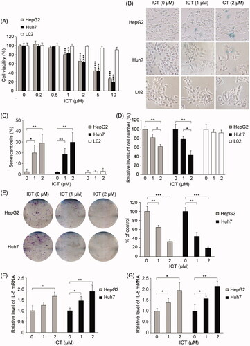 Figure 1. Low concentrations of ICT induce cellular senescence in human HCC cells. (A) HepG2, Huh7 and L02 cells were treated with the indicated doses of ICT, and cell viability was analyzed by MTT assay. (B-D) SA-β-Gal staining in ICT-treated HepG2, Huh7 and L02 cells. Senescent cells were observed (B), and the percentages of SA-β-Gal-positive cells (C) as well as the inhibitory effect of ICT on the growth of cell number (D) were shown. (E) ICT inhibited colony formation of HepG2 and Huh7 cells. The representative images and quantitative analysis of foci formation were shown. (F and G) qRT-PCR analysis of IL-6 and IL-8 expression in HepG2 and Huh7 cells after ICT treatment. In (A, C-G), results are the mean ± SD of three independent experiments. *p < 0.05, **p < 0.01 and ***p < 0.001 versus ICT-untreated control group, respectively.