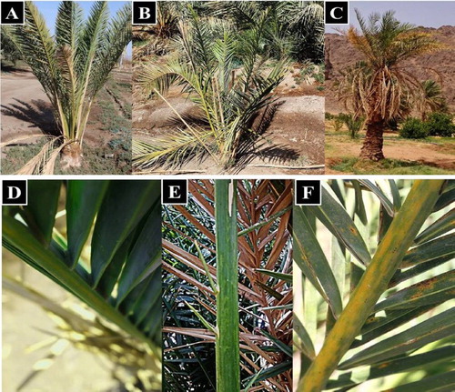 Figure 2. Symptoms of date palm phytoplamsa infection. (A) Date palm showing mild yellowing symptoms, (D) pale yellow streaks on leaves. (B) Date palm showing medium yellowing symptoms, (E) yellow streaks shown on leaf. (C) Date palm showing sever yellowing and leaf stunting symptoms, (F) the yellow streaks on leaves of severely diseased date palm.