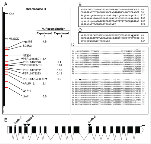 Figure 2. Mapping of top6b-7 and identification of the mutation. (A) Positional cloning of top6b-7. For experiment 1, a small mapping population was used to roughly map, and a larger mapping population was used for experiment 2 fine mapping. Markers for mapping are shown with red tick marks. The mutation mapped between PERL0472202 and PERL0473223 SNPS. (B) Identification of mutation in top6b-7. Genomic DNA for At3g20780 was sequenced from 340 bp 5′ of START codon to 270 bp 3′ of the STOP codon. Sequence is shown for exon 1, intron 1, and exon 2 with intron sequence denoted by lowercase type. The G to A mutation in top6b-7 is bold underlined type. (C) Amino acid substitution in top6b-7. The first 100 amino acids of the TOP6B primary sequence are shown. The E36K substitution in top6b-7 is bold underlined type. (D) Multiple sequence alignment of TOP6B N-terminus. TOP6B sequences were retrieved from NCBI, by protein BLAST search using the Arabidopsis protein. Sequences were aligned using ClustalW2 (http://www.ebi.ac.uk/Tools/msa/clustalw2/), and the sequences near the N-terminus are shown. An arrow indicates the glutamate residue changed to a lysine residue in top6b-7. Symbols for organisms are: Pp, Physcomitrella patens; Sm, Selaginella moellendorffii; Vv, Vitis vinifera; Rc, Ricinus communis; At, Arabidopsis thaliana; Sb, Sorghum bicolor; Os, Oryza sativa; Ps, Picea sitchensis; Cr, Chlamydomonas reinhardtii; Ta, Thermosphaera aggregans and; Si, Sulfolobus islandicus. Ta and Si are included to show divergence of plant TOP6B proteins from those of Archaea. (E) Gene structure of TOP6B and allele locations used in this study. The point mutation in top6b-7 is denoted by a small, black triangle. T-DNA insertions are indicated with large, black triangles with allele designated above them. Exons, UTRs, introns, and deletions are indicated by black boxes, white boxes, lines, and a small triangle, respectively. Scale bars represent 100 bp. Graphics were generated with Exon-Intron Graphic Maker (http://wormweb.org/exonintron).