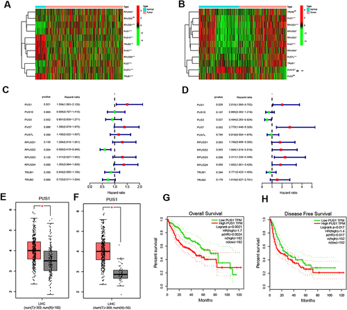 Figure 1 Identification of differential and prognostic genes of PUS enzymes. (A and B) Heatmap is displayed for the differential expression of PUS enzymes in TCGA and ICGC cohort. (C and D) Forest plot for univariate cox regression analysis of PUS enzymes in TCGA and ICGC cohort. (E) Boxplot of PUS1 based on TCGA and GTEx data in GEPIA. (F) Boxplot of PUS1 based on TCGA data in GEPIA. (G and H) Survival plots of PUS1 for OS and DFS in GEPIA. *p<0.05, **p<0.01, ***p<0.001.