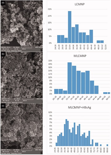 Figure 3. SEM images of (a) LCMNP, (b) MLCMNP and (c) MLCMNP-rHBsAg.