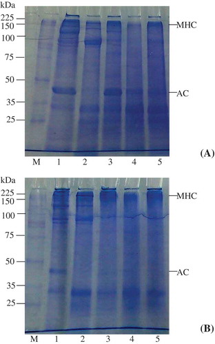 Figure 1. SDS-PAGE of bigeye snapper head pH-shifted protein isolates and their gels under (a) non-reducing and (b) reducing conditions. M: Standard molecular weight marker; 1: Original bigeye snapper head; 2: Acid-made protein isolate; 3: Alkaline-made protein isolate; 4: Gel of alkaline-made protein isolate; 5: Gel of acid-made protein isolate. MHC: myosin heavy chains; AC: actin.