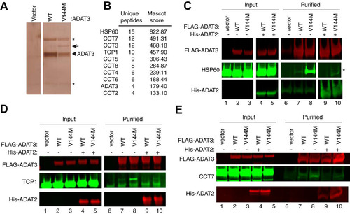 FIG 8 ADAT3-V144M is bound by the HSP60 and TRiC chaperonins. (A) Silver staining of eluted FLAG affinity purifications from HEK 293T cells expressing the FLAG tag alone (vector), FLAG-ADAT3-WT, or FLAG-ADAT3-V144M. The arrowhead represents FLAG-ADAT3, and the arrow represents a protein that specifically copurifies with ADAT3-V144M. (B) Chaperonin proteins identified by LC-MS proteomics specifically in ADAT3-V144M purifications. ADAT3 peptides are included for comparison. The number of unique peptides and Mascot score associated with each protein are noted. (C to E) Immunoblots for the indicated proteins from the input (5%) or FLAG affinity purifications (100%) from HEK 293T cells transfected to express FLAG-ADAT3-WT or -V144M without or with His-ADAT2. Purified samples represent SDS heat elutions of purified proteins retained on anti-FLAG antibody resin. IP immunoblots were repeated three times, with comparable results. * in panels A and C represents heavy and light chains of the anti-FLAG antibody used for affinity purification.