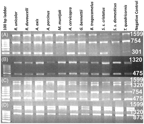 Figure 1. Image of the agarose gel showing amplification result of multiplex PCR reaction with the DNA extracted from partially decomposed tissue of a verity of ungulate species as labelled at each lane. (A) PCR amplification with F1, R1, R2 and R3 primers; (B) amplification with F1, F2, R2 and R3 primers; (C) amplification with F1, F2, R2 and R3 and (D) amplification with F1, F2, F3 and R3. Numeric are the base pair size of respective amplicons.