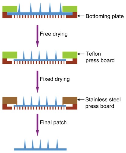 Figure 3 Drying process of microneedle patch. In the first step, the patch was dried with shrinking to adjust size and distance of needles. In the following step, the patch was completely dried with its size fixed.