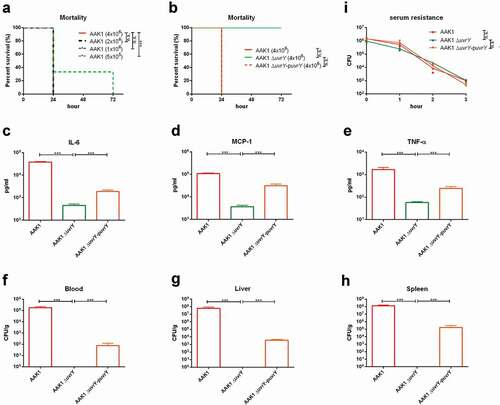 Figure 4. UvrY is required for A. dhakensis virulence in a mouse infection model. (a) Survival of mice infected with various doses of wild type A. dhakensis AAK1. (b) Survival of mice infected with the wild type A. dhakensis AAK1, uvrY mutant, and uvrY complement strains at high doses (4x106 CFU). The levels of cytokine (c) IL-6, (d) MCP-1, and (e) TNF-α in mice infected with the wild type A. dhakensis AAK1, uvrY mutant and uvrY complement strains. Bacterial load in the (f) blood, (g) liver, and (h) spleen of mice infected with A. dhakensis AAK1, uvrY mutant, and the uvrY complement strain. (i) Differences in serum resistance among the A. dhakensis AAK1, uvrY mutant, and the uvrY complement strains were not significant. (***P < 0.001, **P < 0.01 and *P < 0.05)